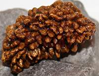 42mm One Mukhi